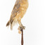 Barn Owl mounted on wooden perch pedestal with swing tag. Right side profile view of body. Underbelly is pale and wing feathers are light brown, grey and yellow patterning. 