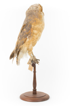 Barn Owl mounted on wooden perch pedestal with swing tag. Right side profile view of body. Underbelly is pale and wing feathers are light brown, grey and yellow patterning. 