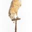 Barn Owl mounted on wooden perch pedestal with swing tag. The body faces front-right showing pale underbelly and light brown, grey and yellow patterning on right wing feathers.