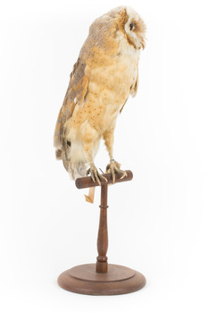 Barn Owl mounted on wooden perch pedestal with swing tag. The body faces front-right showing pale underbelly and light brown, grey and yellow patterning on right wing feathers.