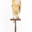 Barn Owl mounted on wooden perch pedestal with swing tag. The body faces front and the head is turned leftward showing right side of white heart-shaped facial disc and large black eye. The pale underbelly feathers are flecked with light brown dots.. 