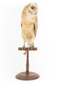 Barn Owl mounted on wooden perch pedestal with swing tag. The body faces front and the head is turned leftward showing right side of white heart-shaped facial disc and large black eye. The pale underbelly feathers are flecked with light brown dots.. 