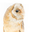 Barn Owl mounted on wooden perch pedestal facing front. Head is turned leftward showing right side view of white facial disc and large black eye.