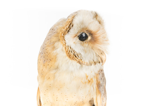 Barn Owl mounted on wooden perch pedestal facing front. Head is turned leftward showing right side view of white facial disc and large black eye.