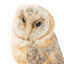 Barn Owl mounted on wooden perch pedestal. Front-left view with head turned leftward showing white heart-shaped facial disc and large black eyes.