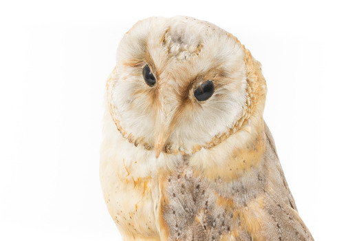 Barn Owl mounted on wooden perch pedestal. Front-left view with head turned leftward showing white heart-shaped facial disc and large black eyes.