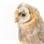 Barn Owl mounted on wooden perch pedestal. Back-left view of left side of head showing profile of white  facial disc and large black eye.