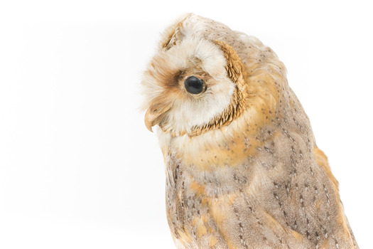 Barn Owl mounted on wooden perch pedestal. Back-left view of left side of head showing profile of white  facial disc and large black eye.