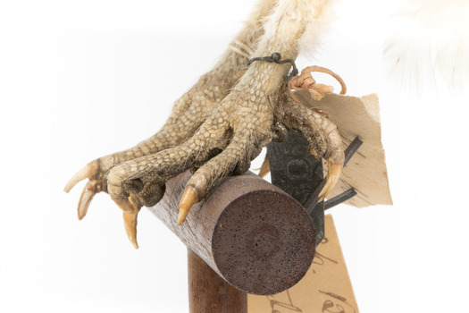 Barn Owl mounted on wooden perch pedestal with metal and paper swing tags attached to left leg. Each foot has two sharp front claws and a single hind claw resting on perch