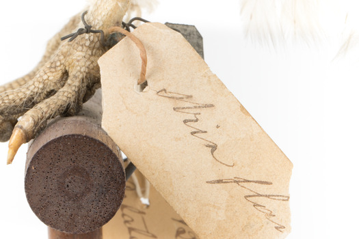 Barn Owl mounted on wooden perch pedestal showing close up view of paper swing tag (see transcription). 