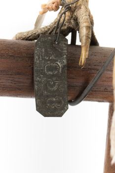 Barn Owl mounted on wooden perch pedestal with close-up view of metal swing tag (see inscription). 