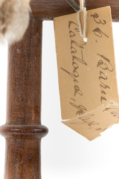 Barn Owl mounted on wooden perch pedestal with close-up view of paper swing tag (see transcription). 