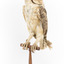 Masked Owl mounted on wooden perch pedestal with swing tag. The body faces front-left and the head is turned leftward showing large, pale heart-shaped facial disc edged with a line of dark brown, and large yellow right eye with black iris. The wing feathers are dark brown and flecked, and the underparts are pale with small dark brown spots. 
