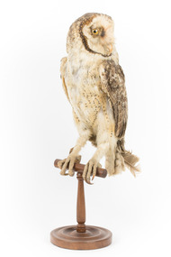 Masked Owl mounted on wooden perch pedestal with swing tag. The body faces front-left and the head is turned leftward showing large, pale heart-shaped facial disc edged with a line of dark brown, and large yellow right eye with black iris. The wing feathers are dark brown and flecked, and the underparts are pale with small dark brown spots. 