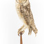 Masked Owl mounted on wooden perch pedestal with swing tag. The body faces left and the turned head faces front showing large, pale heart-shaped facial disc edged with a line of dark brown, and large yellow eyes with black iris. The wing feathers are dark brown and flecked, and the underparts are pale with dark brown spots.