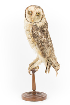 Masked Owl mounted on wooden perch pedestal with swing tag. The body faces left and the turned head faces front showing large, pale heart-shaped facial disc edged with a line of dark brown, and large yellow eyes with black iris. The wing feathers are dark brown and flecked, and the underparts are pale with dark brown spots.