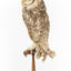Masked Owl mounted on wooden perch pedestal with swing tag. Rear left view of body and partial view of pale heart-shaped facial disc edged with a line of dark brown and large yellow eye with black iris. The wing and dorsal feathers are dark brown and flecked with chestnut, white and grey-brown.