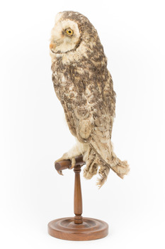 Masked Owl mounted on wooden perch pedestal with swing tag. Rear left view of body and partial view of pale heart-shaped facial disc edged with a line of dark brown and large yellow eye with black iris. The wing and dorsal feathers are dark brown and flecked with chestnut, white and grey-brown.