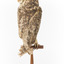 Masked Owl mounted on wooden perch pedestal with swing tag. Rear view of body showing long wings and short tail. Plumage is dark brown flecked with chestnut, white and greyish-brown.