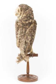 Masked Owl mounted on wooden perch pedestal with swing tag. Rear view of body showing long wings and short tail. Plumage is dark brown flecked with chestnut, white and greyish-brown.