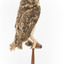 Masked Owl mounted on wooden perch pedestal with swing tag. Rear right view of body showing long wing. Plumage is dark brown with flecks of chestnut, white and greyish brown. 