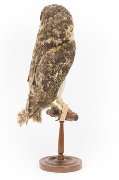 Masked Owl mounted on wooden perch pedestal with swing tag. Rear right view of body showing long wing. Plumage is dark brown with flecks of chestnut, white and greyish brown. 