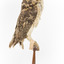 Masked Owl mounted on wooden perch pedestal with swing tag. Right view of body showing dark brown wings with chestnut, white and grey-brown in contrast to the pale underbelly and legs. 