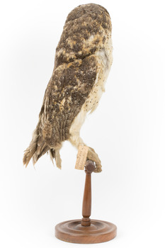 Masked Owl mounted on wooden perch pedestal with swing tag. Right view of body showing dark brown wings with chestnut, white and grey-brown in contrast to the pale underbelly and legs. 