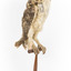 Masked Owl mounted on wooden perch pedestal with swing tag. Front right view of body showing pale speckled underbelly and legs .