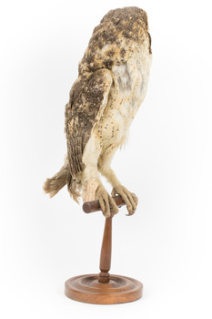 Masked Owl mounted on wooden perch pedestal with swing tag. Front right view of body showing pale speckled underbelly and legs .