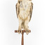 Masked Owl mounted on wooden perch pedestal with swing tag. Front view of body showing left view profile of large head, thick neck plumage, pale speckled underbelly, tarsi and talons.