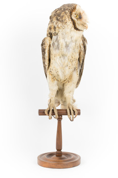 Masked Owl mounted on wooden perch pedestal with swing tag. Front view of body showing left view profile of large head, thick neck plumage, pale speckled underbelly, tarsi and talons.