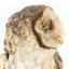 Masked Owl mounted on wooden perch pedestal with swing tag. Close-up frontal view showing profile of large head with thick neck plumage.