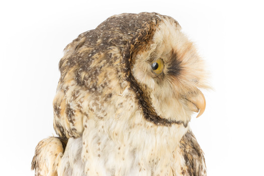 Masked Owl mounted on wooden perch pedestal with swing tag. Close-up frontal view showing profile of large head with thick neck plumage.