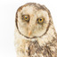 Masked Owl mounted on wooden perch pedestal with swing tag. Close-up right side view showing large head and distinct pale heart-shaped facial disc, narrow pointed beak, large yellow eyes rounded by darker hues, thick, speckled neck plumage .