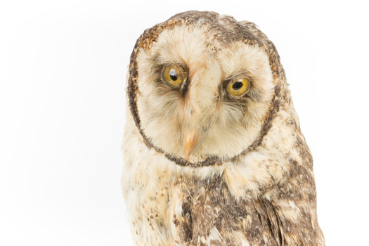Masked Owl mounted on wooden perch pedestal with swing tag. Close-up right side view showing large head and distinct pale heart-shaped facial disc, narrow pointed beak, large yellow eyes rounded by darker hues, thick, speckled neck plumage .