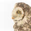 Masked Owl mounted on wooden perch pedestal with swing tag. Close-up view of head showing left side of pale heart-shaped facial disc and thick speckled neck plumage. 