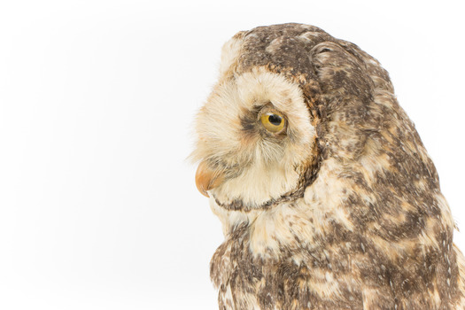 Masked Owl mounted on wooden perch pedestal with swing tag. Close-up view of head showing left side of pale heart-shaped facial disc and thick speckled neck plumage. 