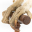 Masked Owl mounted on wooden perch pedestal with swing tag. Close-up view of chestnut coloured talons with pale tarsi plumage.