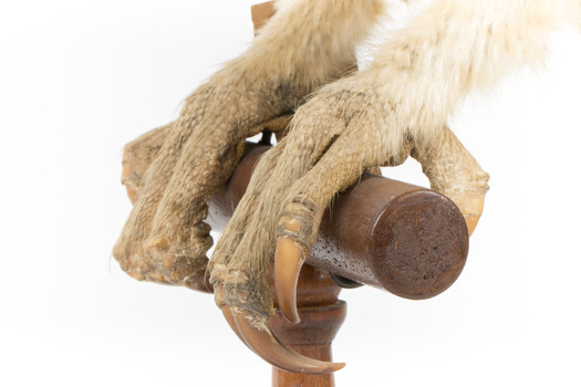 Masked Owl mounted on wooden perch pedestal with swing tag. Close-up view of chestnut coloured talons with pale tarsi plumage.