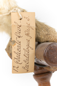 Masked Owl mounted on wooden perch pedestal with swing tag. Close-up view of paper swing tag attached to lower leg (see inscription).