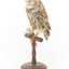 Ural Owl mounted on wooden perch pedestal with swing tag.The specimen's plumage is white, brown, grey and streaked.