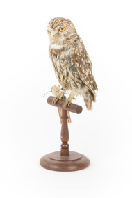 Ural Owl mounted on wooden perch pedestal with swing tag.The specimen's plumage is white, brown, grey and streaked.