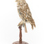 Ural Owl mounted on wooden perch pedestal with swing tag.The specimen's plumage is white, brown, grey and streaked.