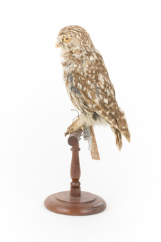 Ural Owl mounted on wooden perch pedestal with swing tag.The specimen's plumage is white, brown, grey and streaked.