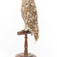Ural Owl mounted on wooden perch pedestal with swing tag.The specimen's plumage is white, brown, grey and streaked.