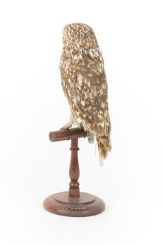 Ural Owl mounted on wooden perch pedestal with swing tag.The specimen's plumage is white, brown, grey and streaked.