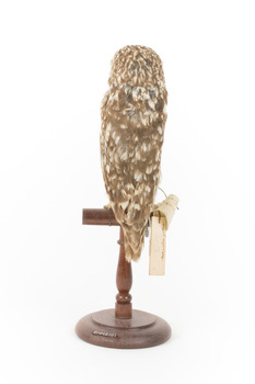 Ural Owl mounted on wooden perch pedestal with swing tag.The specimen's plumage is white, brown, grey and streaked.