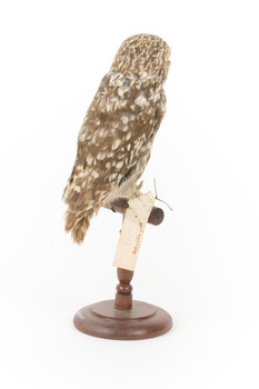 Ural Owl mounted on wooden perch pedestal with swing tag.The specimen's plumage is white, brown, grey and streaked.