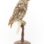 Ural Owl mounted on wooden perch pedestal with swing tag.The specimen's plumage is white, brown, grey and streaked.